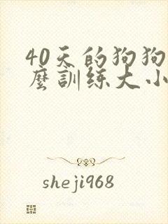 40天的狗狗怎么训练大小便