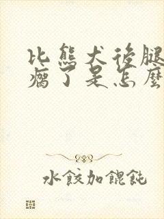 比熊犬后腿突然瘸了是怎么回事