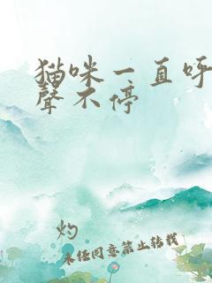 猫咪一直呼噜噜声不停