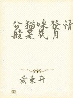 公猫咪发情期一般是几月