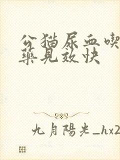 公猫尿血吃什么药见效快