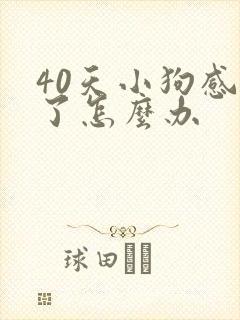 40天小狗感冒了怎么办