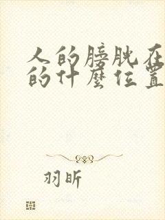 人的膀胱在人体的什么位置