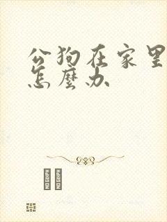 公狗在家里乱尿怎么办