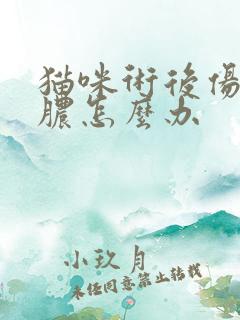 猫咪术后伤口化脓怎么办