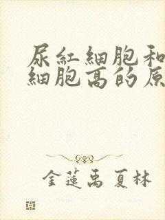 尿红细胞和尿白细胞高的原因