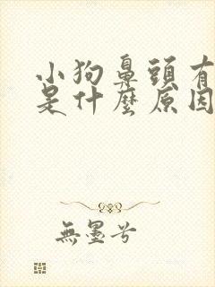 小狗鼻头有点干是什么原因