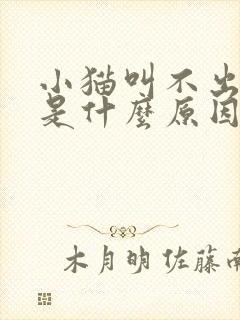 小猫叫不出声音是什么原因