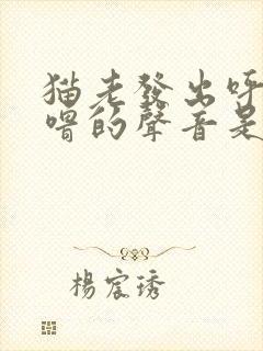 猫老发出呼噜呼噜的声音是为什么