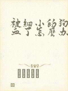 被细小的狗咬出血了怎么办