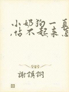 小奶狗一直哼唧,站不起来怎么回事