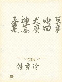 泰迪犬吃草呕吐是怎么回事