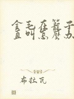 金毛在笼子里一直叫怎么办