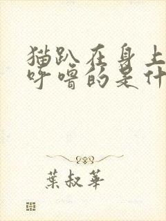 猫趴在身上呼噜呼噜的是什么意思