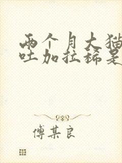 两个月大猫咪呕吐加拉稀是怎么回事