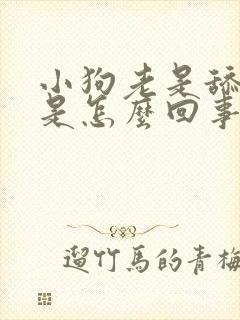 小狗老是舔舌头是怎么回事