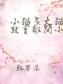 小猫多大猫妈妈就会离开小猫