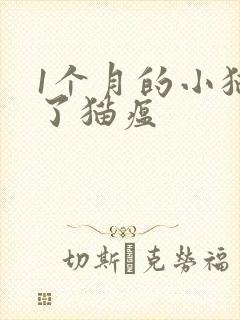 1个月的小猫得了猫瘟