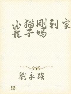 小猫刚到家要关笼子吗