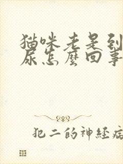 猫咪老是到处乱尿怎么回事