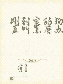 刚到家的狗狗一直叫怎么办