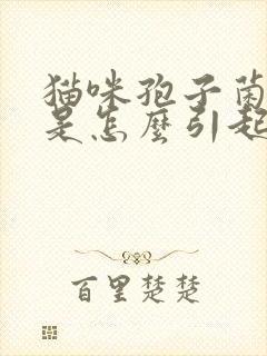 猫咪孢子菌感染是怎么引起的