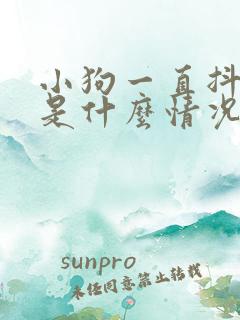 小狗一直抖身体是什么情况?