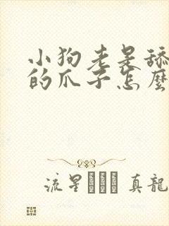 小狗老是舔自己的爪子怎么回事