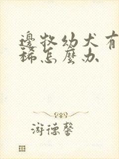 边牧幼犬有点拉稀怎么办