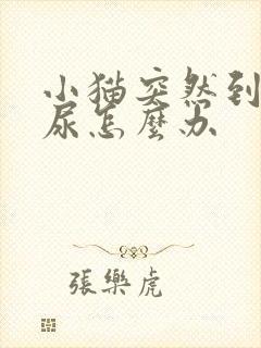 小猫突然到处乱尿怎么办