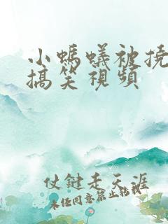 小蚂蚁被挠脚心搞笑视频