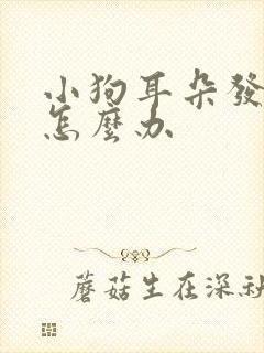 小狗耳朵发炎了怎么办