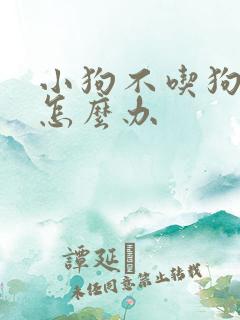 小狗不吃狗粮该怎么办