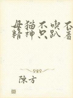 母猫不吃不喝没精神只趴着