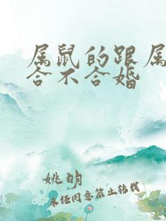 属鼠的跟属龙的合不合婚