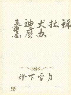 泰迪犬拉稀拉血怎么办