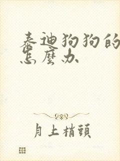 泰迪狗狗的泪痕怎么办