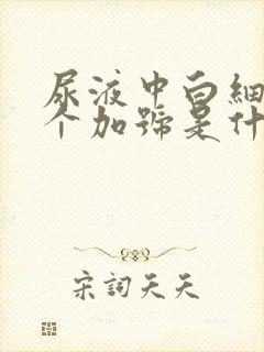 尿液中白细胞2个加号是什么意思