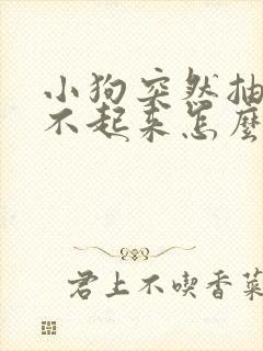 小狗突然抽搐站不起来怎么回事