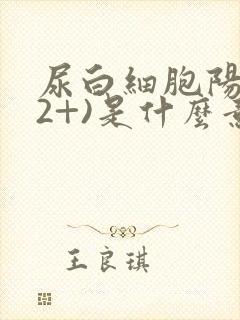 尿白细胞阳性(2+)是什么意思