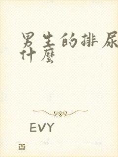 男生的排尿处叫什么