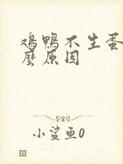 鸡鸭不生蛋是什么原因