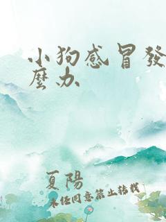 小狗感冒发烧怎么办