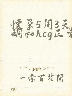 怀孕5周3天孕酮和hcg正常值是多少