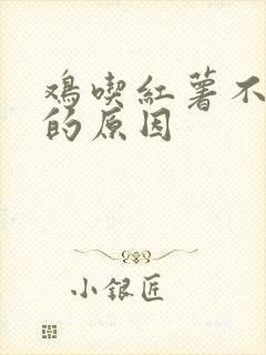 鸡吃红薯不生蛋的原因