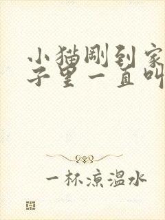 小猫刚到家关笼子里一直叫怎么办