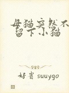 母猫突然不见了 留下小猫