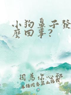 小狗鼻子发干怎么回事?