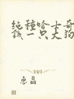 纯种哈士奇多少钱一只大狗