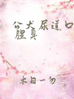 公犬尿道口黄脓 腥臭